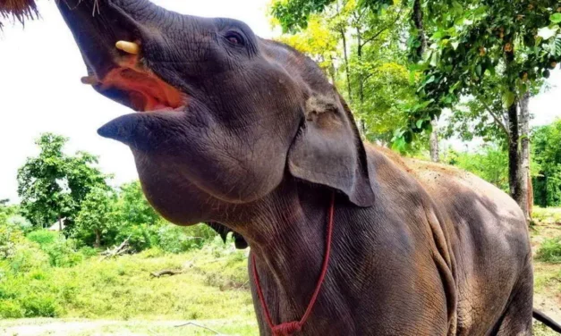 Tajlandia i ElephantsWorld Świat słoni w Kanchanaburi