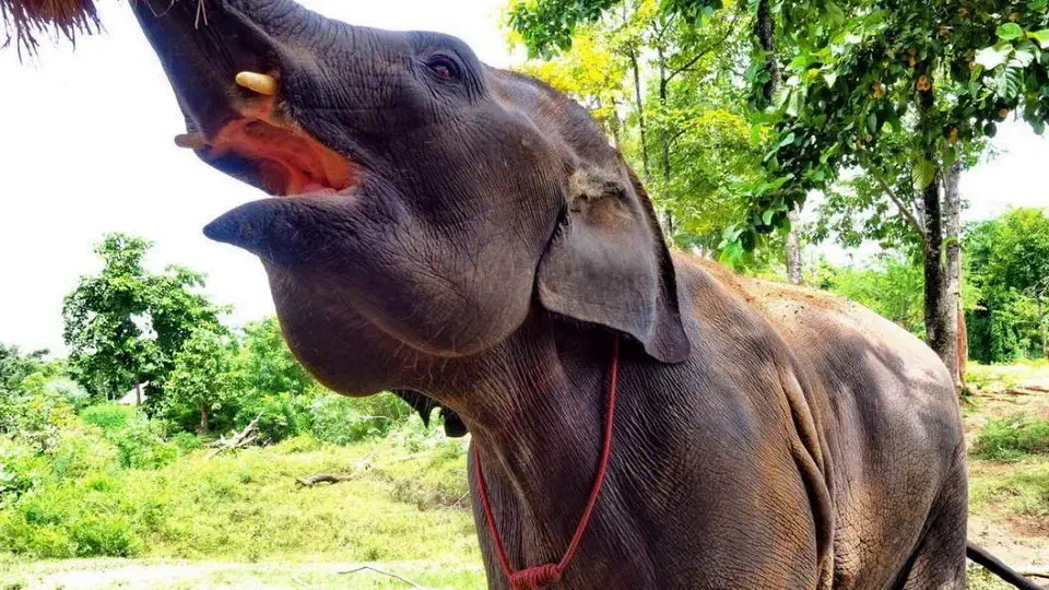 Tajlandia i ElephantsWorld Świat słoni w Kanchanaburi
