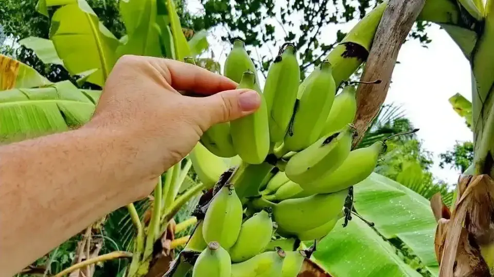 Wyspa Koh Phangan w Tajlandii.