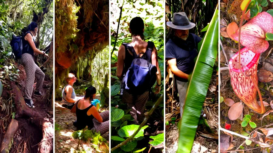 Wyprawa do dżungli w górach Cameron Highlands w Malezji