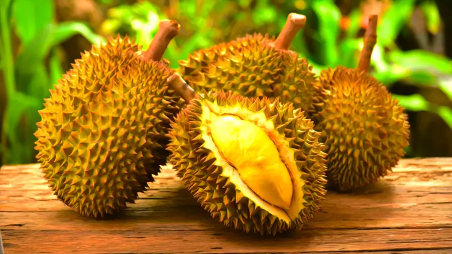 Owoce w Tajlandii. Durian ostro pachnący owoc z Azji