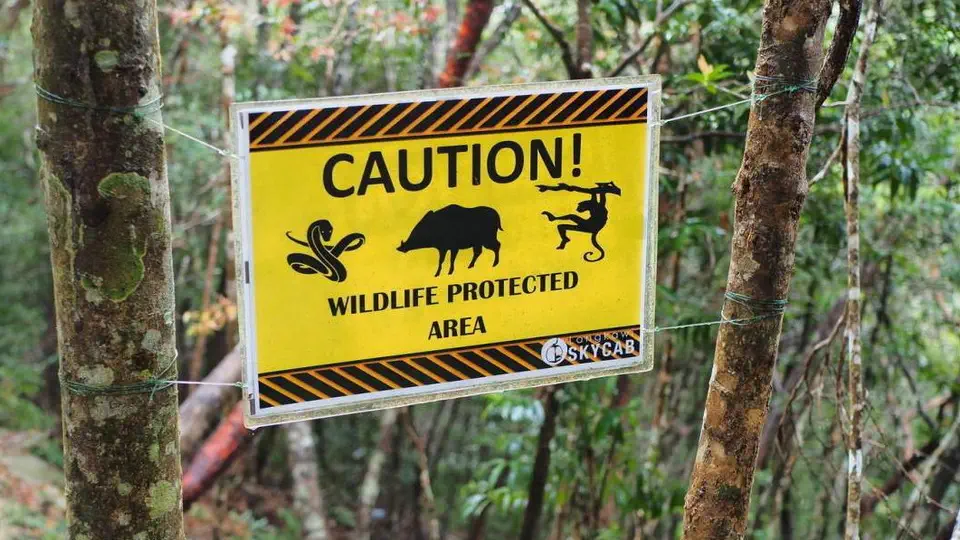 Niebezpieczne zwierzęta na Sky Bridge - Wyspa Langkawi