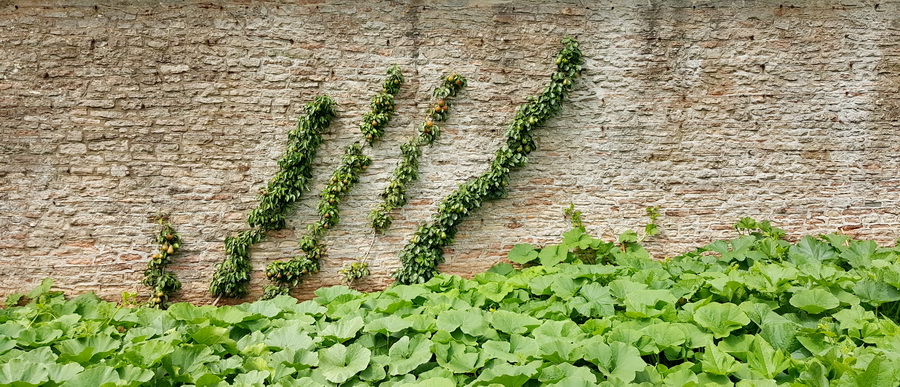 Drzewa owocowe podwieszone pod murem.