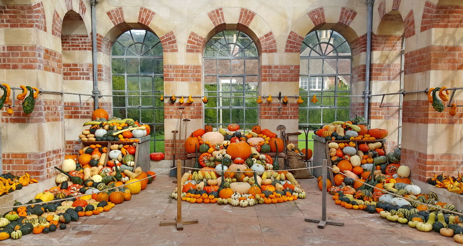 Jesienne zbiory z ogrodu.