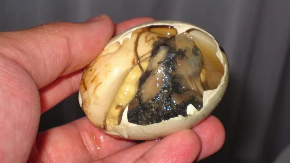 Kambodża kuchnia khmerska jajko balut 