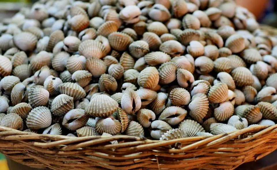 Ślimaki na talerzu w Kambodży