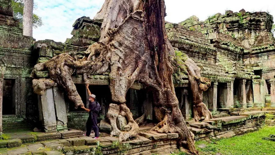 Korzenie drzewa w świątyni Angkor w Kambodży