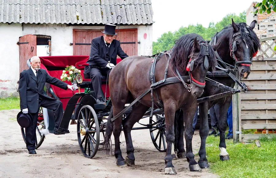 Powóz konny dla pary młodej na kaszubskim weselu
