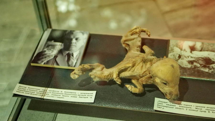 Czarnobyl na ukrainie muzeum czarnobylskie atrakcja kijowa. Zmutowane zwierze.