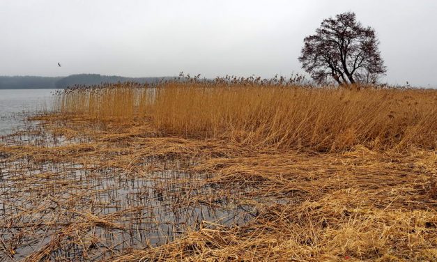 Legenda o utopcach z pałacu w Kurozwękach