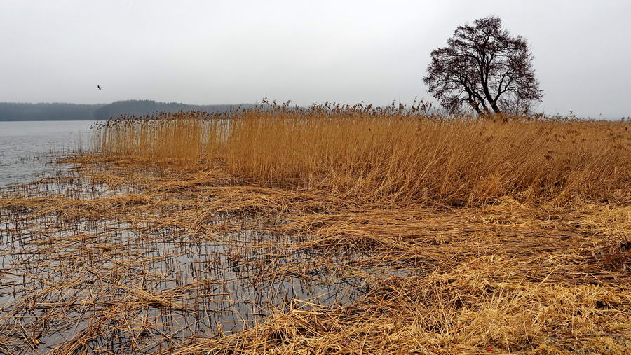 Legenda o utopcach z pałacu w Kurozwękach