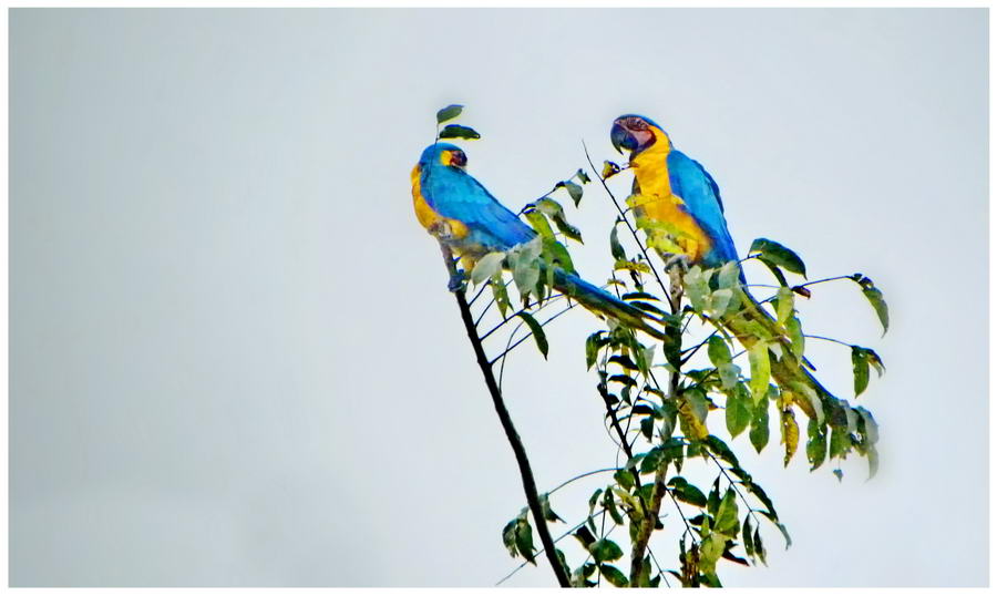 Papugi w Wenezueli