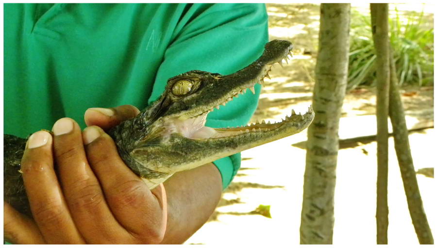 Krokodyl w Wenezueli