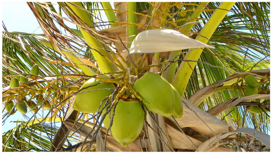 Palma kokosowa w Wenezueli
