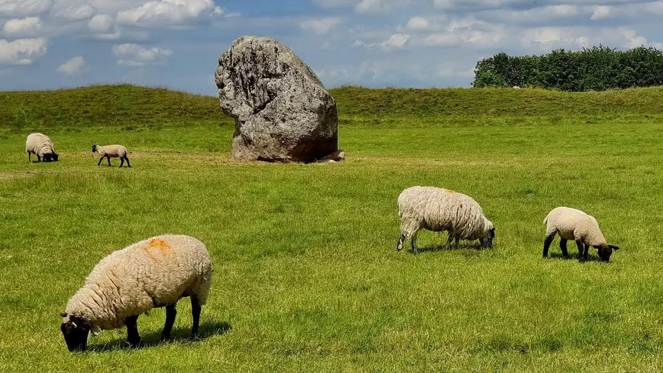 Avebury - Kamienne kręgi z National Trust. Owce, kamienie, zwierzęta.