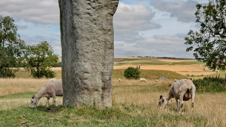 Avebury - Kamienne kręgi z National Trust. Owce, zwierzęta, kamienie.