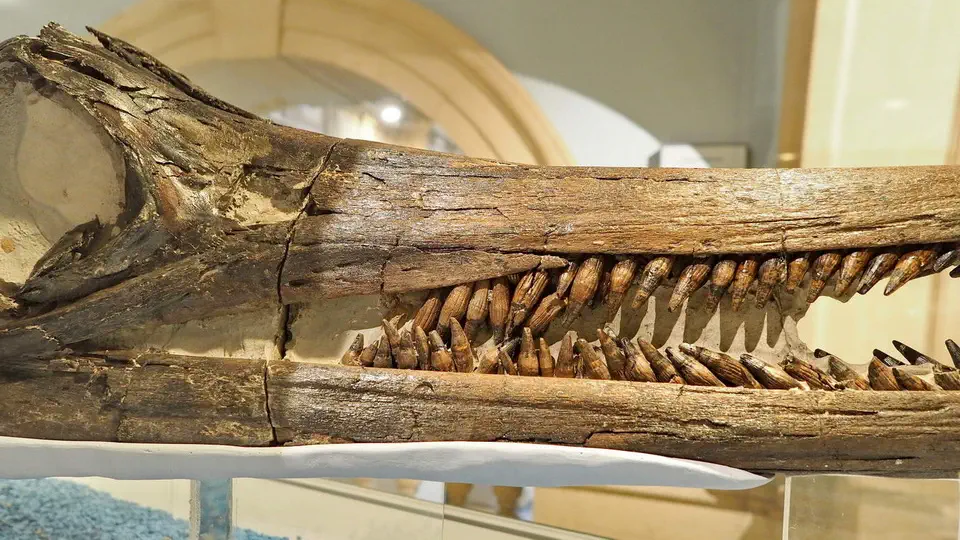 Czaszka wymarłego jaszczura żyjącego w oceanach