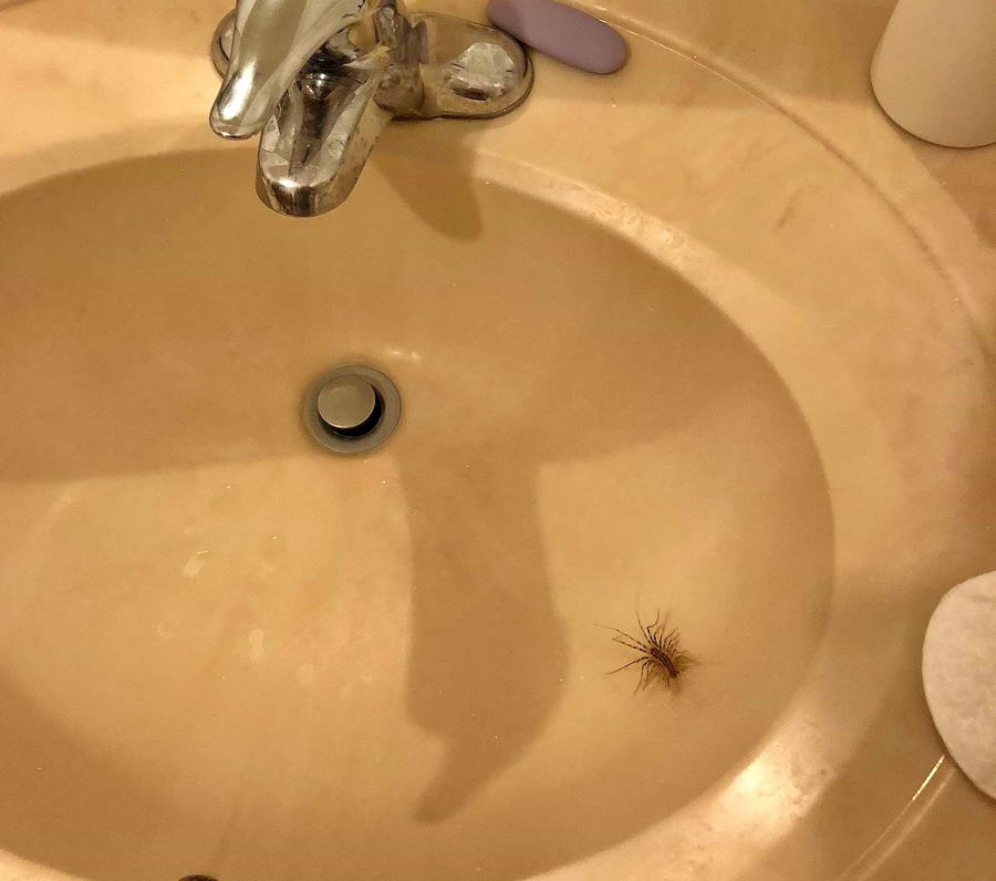 Owad w łazience w USA