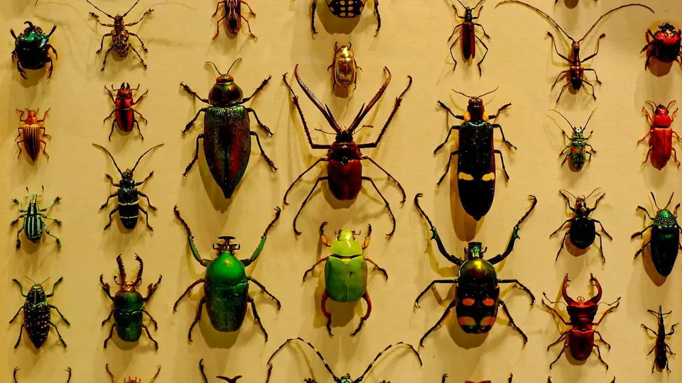 Amerykańskie Muzeum Historii Naturalnej w Nowym Jorku, owady