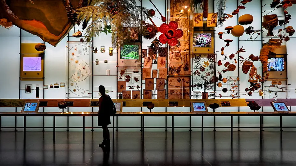 Wielka ilość eksponatów w Muzeum Historii Naturalnej w Nowym Jorku jest ogromna