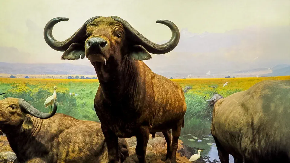 Amerykańskie Muzeum Historii Naturalnej w Nowym Jorku, bawoły, zwierzęta