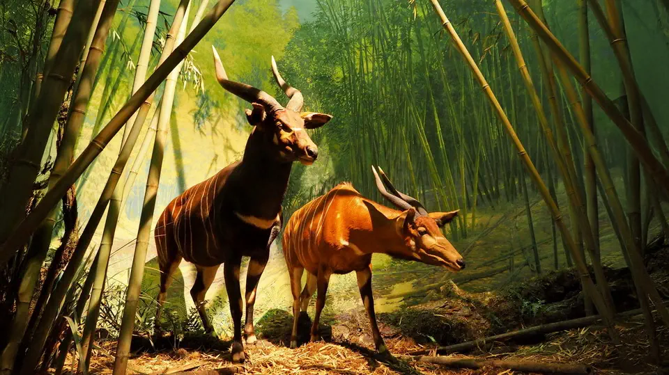 Amerykańskie Muzeum Historii Naturalnej w Nowym Jorku, gazele, zwierzęta