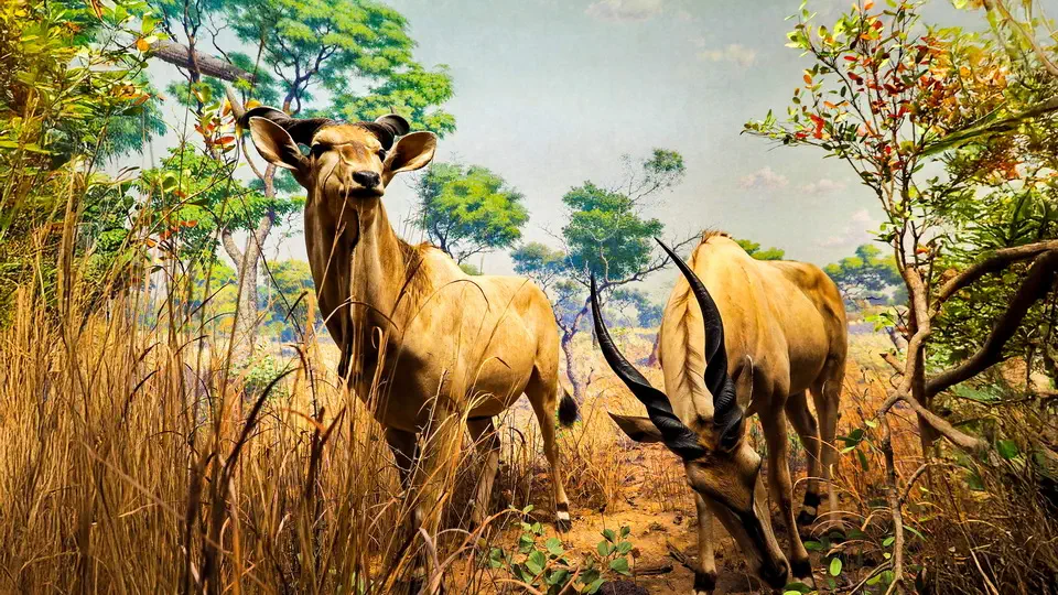 Amerykańskie Muzeum Historii Naturalnej w Nowym Jorku, gazele, zwierzęta
