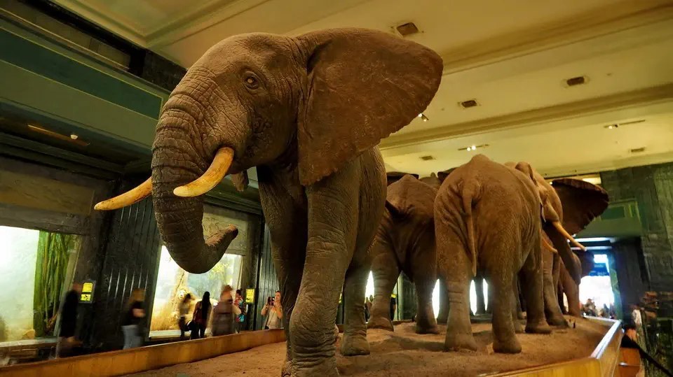Amerykańskie Muzeum Historii Naturalnej w Nowym Jorku, słonie, zwierzęta