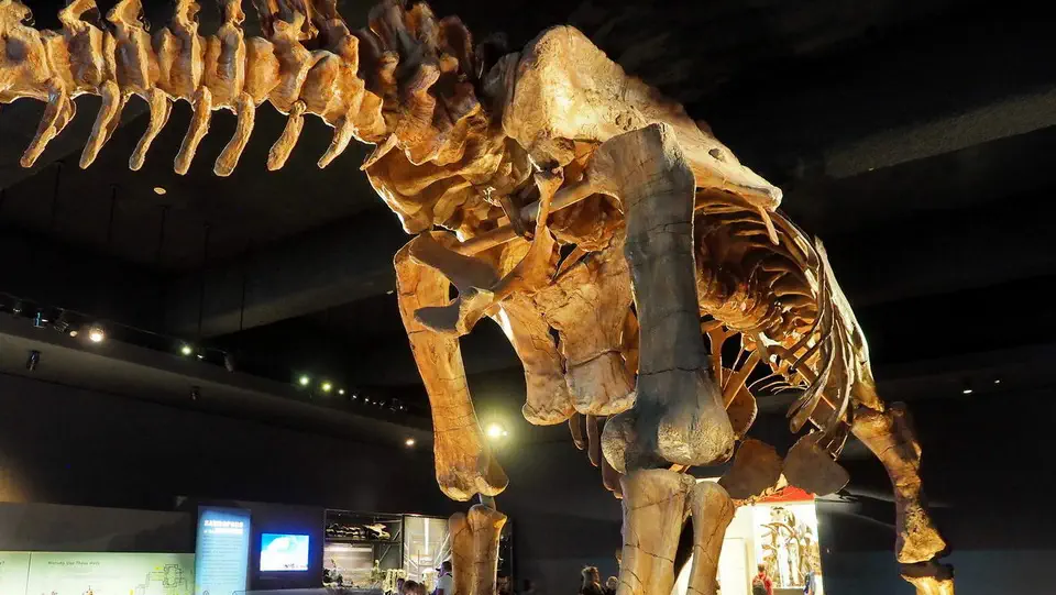 Amerykańskie Muzeum Historii Naturalnej w Nowym Jorku, kości dinozaura