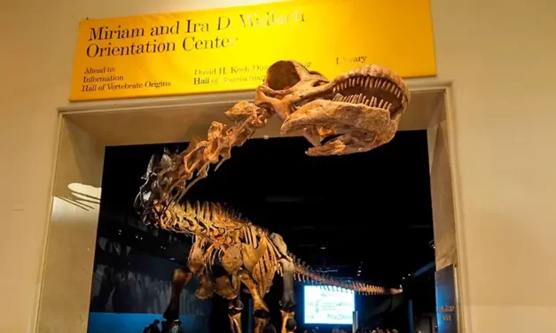 Amerykańskie Muzeum Historii Naturalnej w Nowym Jorku