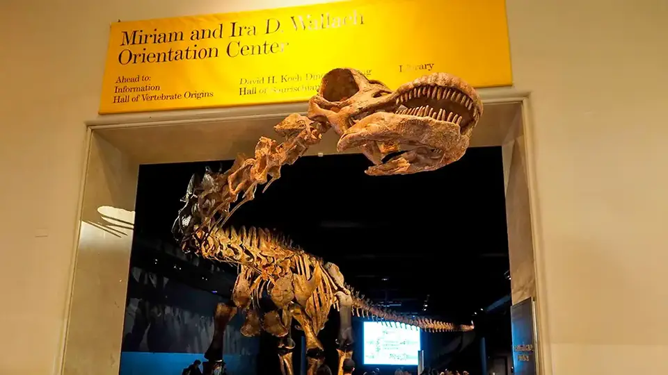 Amerykańskie Muzeum Historii Naturalnej w Nowym Jorku