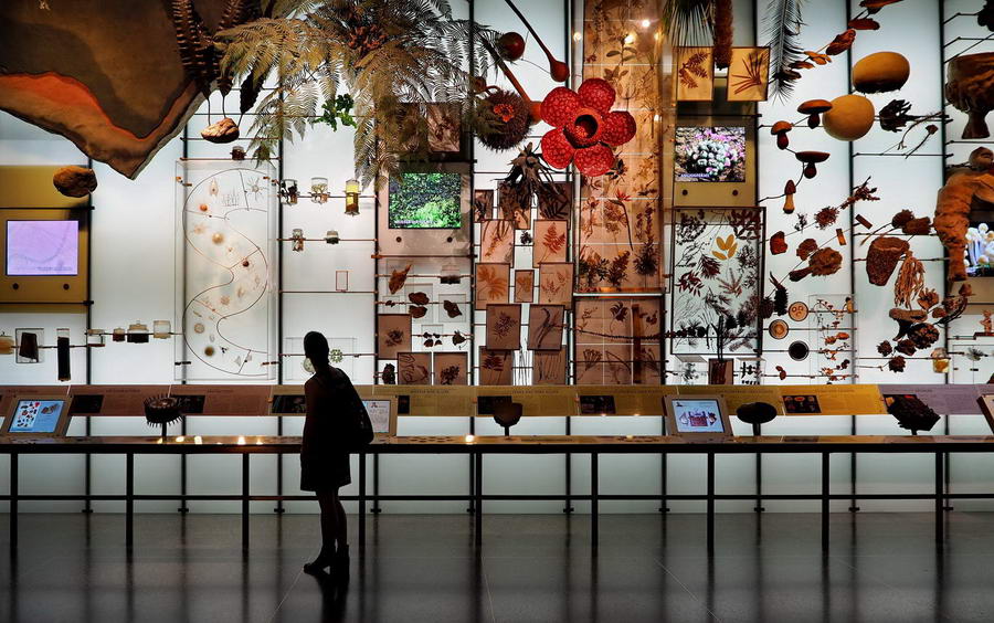 Wielka ilość eksponatów w Muzeum Historii Naturalnej w Nowym Jorku jest ogromna