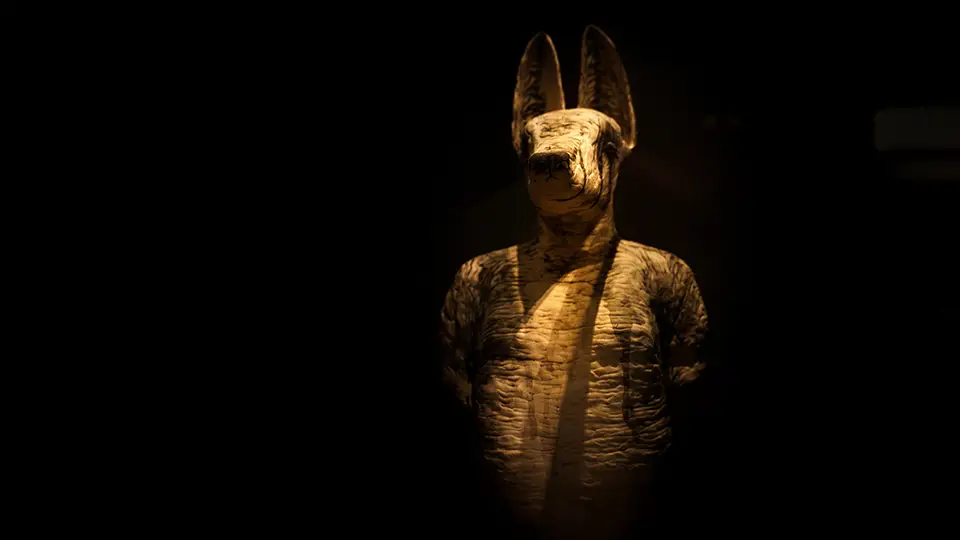 Mumia szakala z muzeum egipskiego