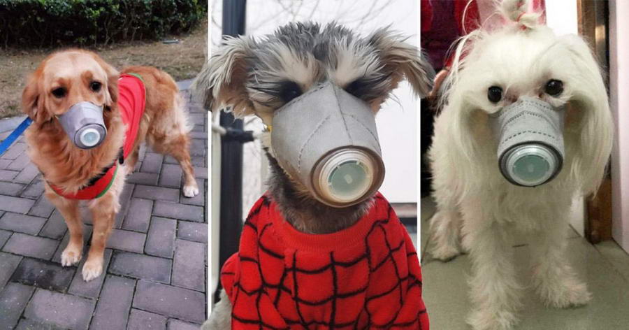 Koronawirus śmieszne zdjęcia