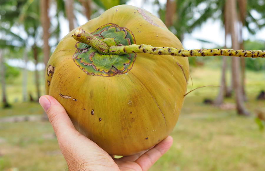 Orzech kokosowy z Filipin