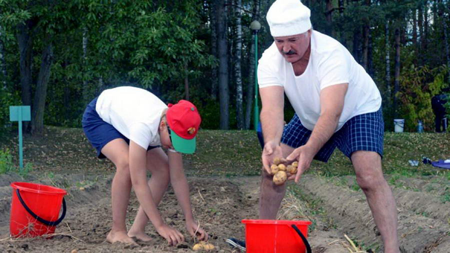 Prezydent Białorusi zbiera ziemniaki na polu