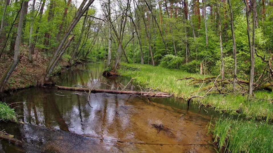 Jelenia Wyspa i rezerwat przyrody Bagna nad Stążką w Borach Tucholskich.