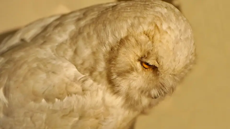 Bristol Museum & Art Gallery sowa, ptak