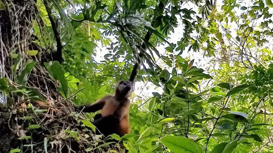 Słynny wyjec, gatunek małpy występujący licznie w Kostaryce.