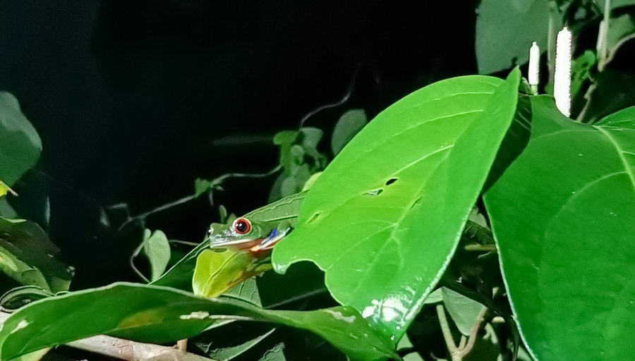 Chwytnica Kolorowa - Czerwonooka żaba, która jest symbolem Kostaryki
