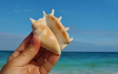Wyspa Carabao na Filipinach muszle i inne atrakcje