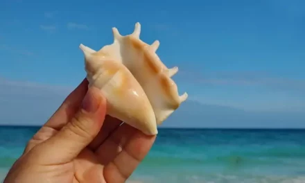 Wyspa Carabao na Filipinach muszle i inne atrakcje