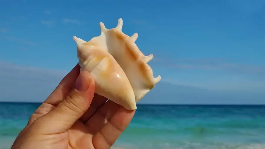 Wyspa Carabao na Filipinach muszle i inne atrakcje