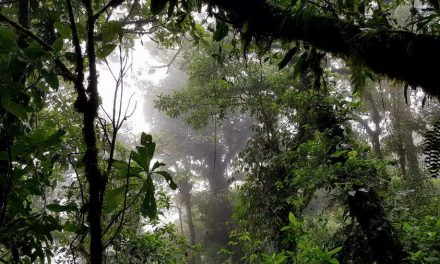 Kostaryka pierwszy kontakt – Środowisko naturalne oraz jej mieszkańcy