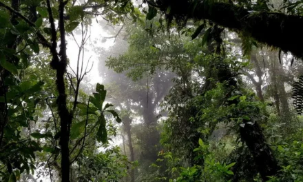Kostaryka pierwszy kontakt z naturą i jej mieszkańcami