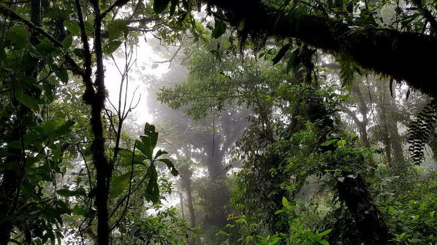 Kostaryka pierwszy kontakt – Środowisko naturalne oraz jej mieszkańcy