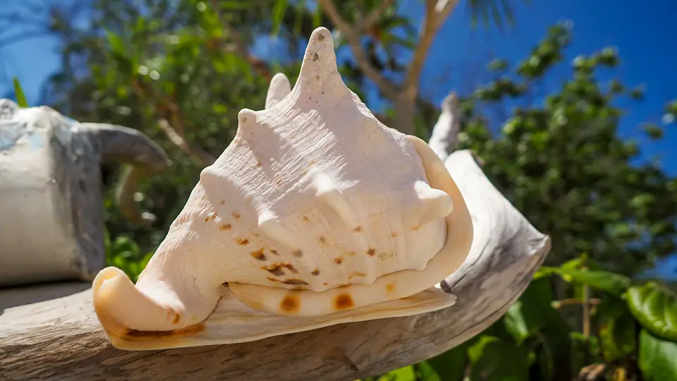 Wyspa Carabao. Muszla z plaży na Carabao, jednej z wysp na Filipinach. Niestety nie wolno zabierać z plaż muszli ani niczego co na brzeg wyrzuca morze.