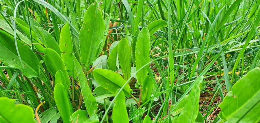 Liście szczawiu można spotkać na łąkach i na obrzeżach lasów.