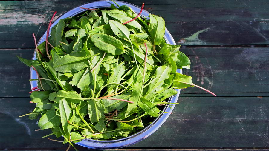 Liście szczawiu posiadają wiele potrzebnych nam do życia substancji.