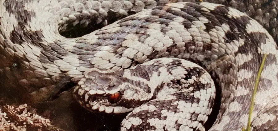 Jeden z groźniejszych mieszkańców lasu – Żmija Zygzakowata